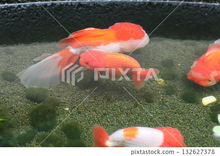 Goldfish swimming in aquarium fish pond close up 132627378