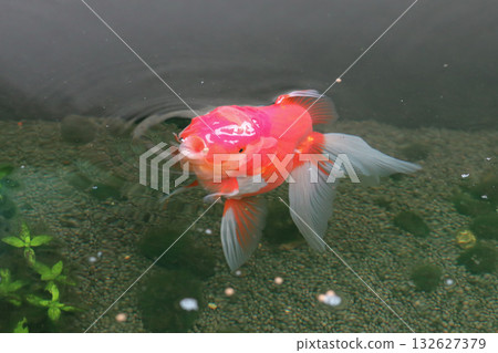 Goldfish swimming in aquarium fish pond close up 132627379