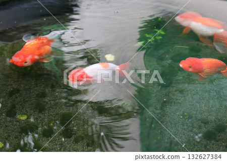 Goldfish swimming in aquarium fish pond close up Goldfish swimming in aquarium fish pond close up 132627384