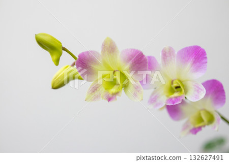 Beautiful Orchid flower blooming in garden floral background Beautiful Orchid flower blooming in garden floral background 132627491