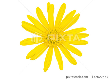 yellow daisy flower isolated on white background yellow daisy flower isolated on white background 132627547