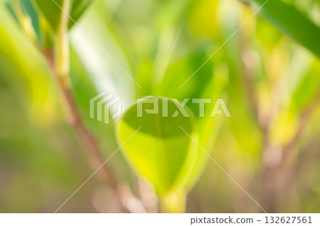 Natural plant green leaf in garden with bokeh background 132627561