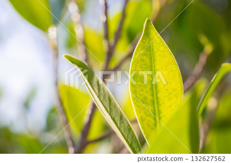Natural plant green leaf in garden with bokeh background 132627562