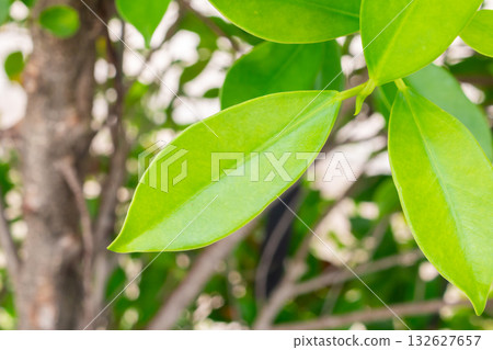 Natural plant green leaf in garden environment ecology background Natural plant green leaf in garden environment ecology background 132627657