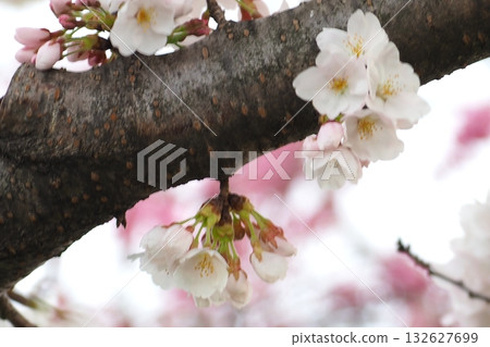 櫻花在晚上 132627699
