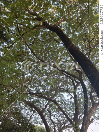 Looking up through the lush green canopy of a large tree, with dappled sunlight filtering through the leaves Looking up through the lush green canopy of a large tree, with dappled sunlight filtering through the leaves 132627723