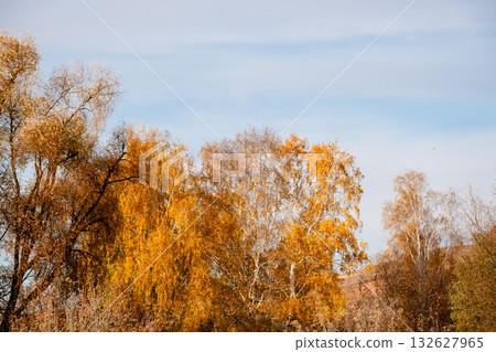 a beautiful view of the crowns of autumn trees against the blue sky 132627965