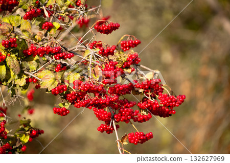 A rowan branch with a good harvest of berries, close-up 132627969