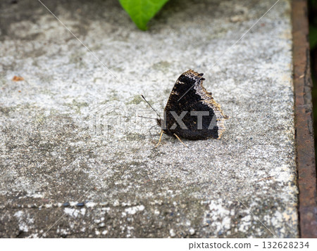 蛺蝶屬ANTIOPA 蛺蝶屬ANTIOPA 132628234