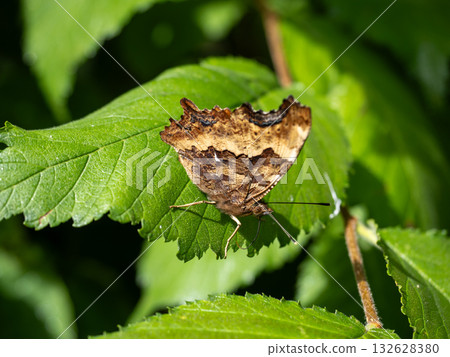 蛺蝶屬vaualbum 蛺蝶屬vaualbum 132628380