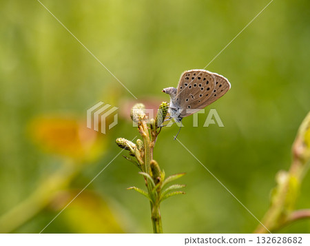 稀缺的大藍 132628682