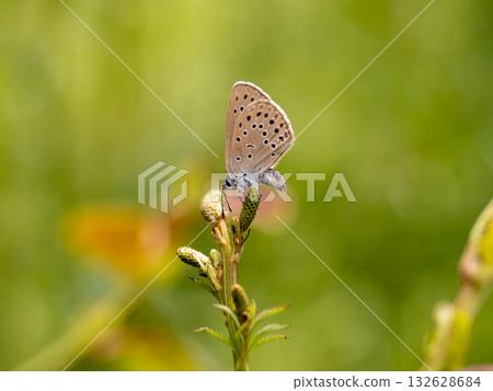 Affiliation 132628684