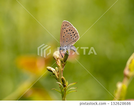 Affiliation Affiliation 132628686