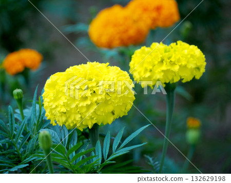 黃色萬壽菊花 132629198