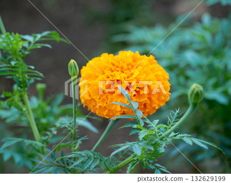 橙色萬壽菊花 132629199