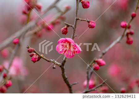 Red plum blossoms blooming in the winter sunshine Red plum blossoms blooming in the winter sunshine 132629411