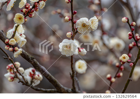 梅花 132629564