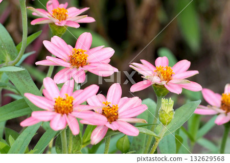 Pink zinnia flowers Pink zinnia flowers 132629568