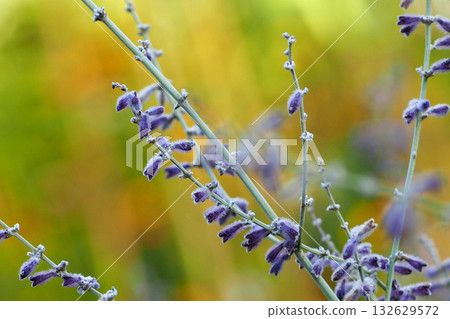 紫水晶鼠尾草花 132629572