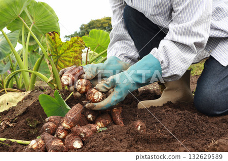 A woman harvesting taro A woman harvesting taro 132629589