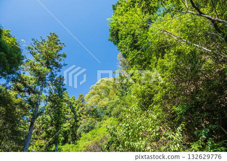 Mountain forest scenery of Settsu Gorge in Takatsuki City 132629776