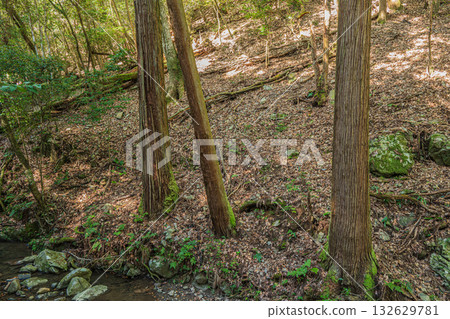 Mountain forest scenery of Settsu Gorge in Takatsuki City 132629781