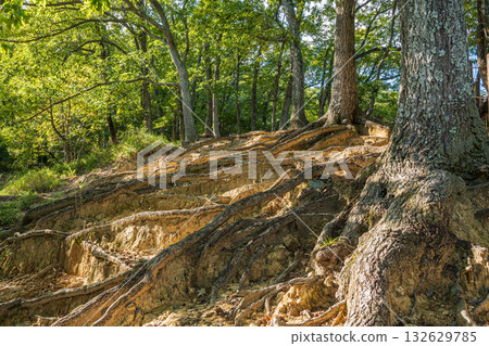 Mountain forest scenery of Settsu Gorge in Takatsuki City Mountain forest scenery of Settsu Gorge in Takatsuki City 132629785