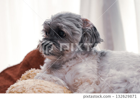 狗盯著什麼 132629871