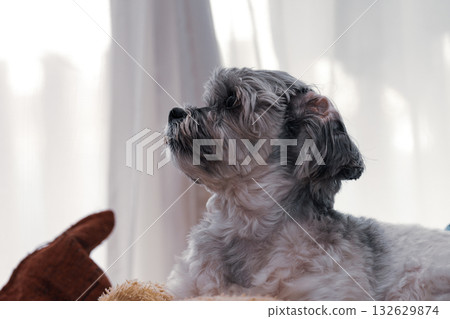 狗盯著什麼 狗盯著什麼 132629874