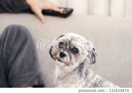 狗盯著這個 狗盯著這個 132629878