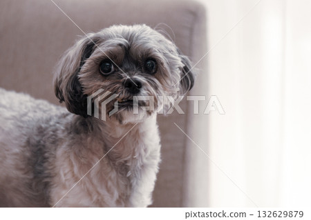 狗盯著這個 132629879