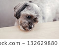 Dog licking desk 132629880