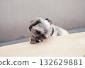 Dog licking desk 132629881