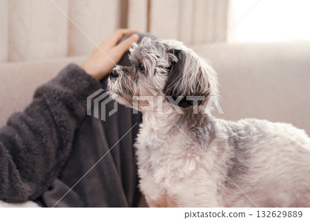 一隻狗正舒服地被人撫摸 一隻狗正舒服地被人撫摸 132629889