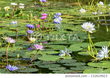 Tropical water lily Tropical water lily 132629923