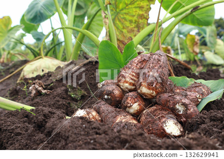 Taro harvested from the field 132629941