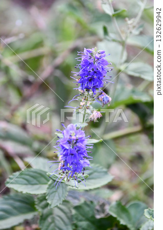 Blue-spotted Loosestrife Speedwell 132629942
