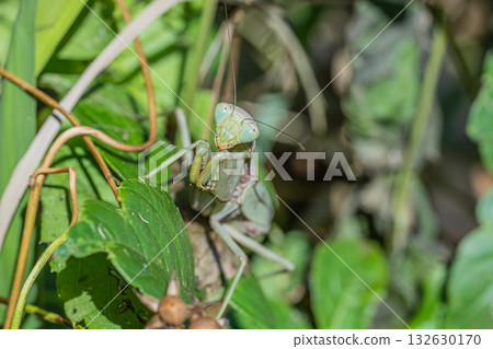 White-tailed Mantis 132630170