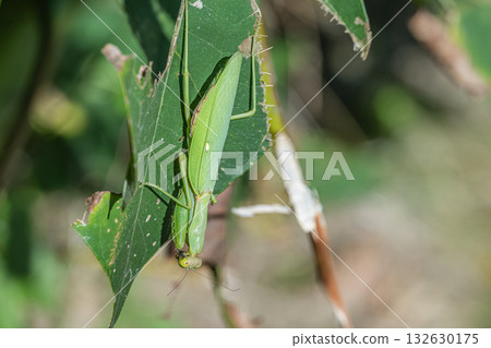 White-tailed Mantis White-tailed Mantis 132630175