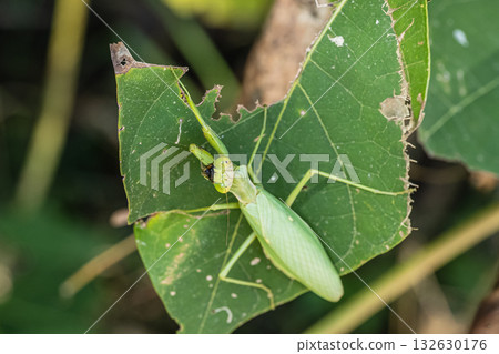 White-tailed Mantis 132630176
