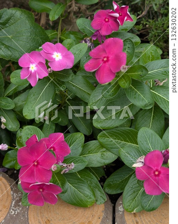 長春花 長春花 132630202