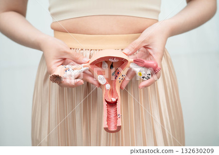 Uterus, Asian woman holding human anatomy model. 132630209