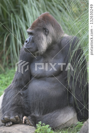 一張大猩猩摀著大腳趾安撫自己的照片 132630249