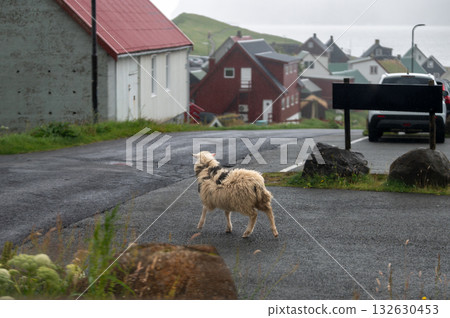 Charming Gjogv village in the Faroe Islands with traditional Scandinavian colorful houses nestled between green hills and the Atlantic coastline. 132630453