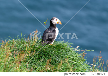 Beautiful puffin perched on coastal cliffs of the Faroe Islands during summer breeding season. 132630471