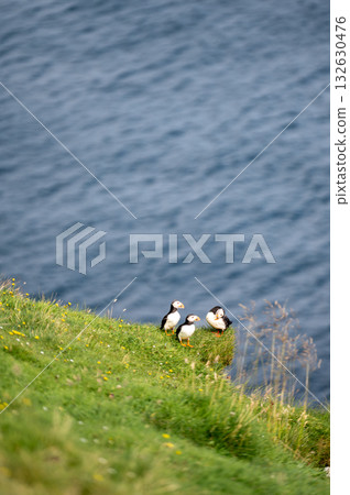 Beautiful puffin perched on coastal cliffs of the Faroe Islands during summer breeding season. Beautiful puffin perched on coastal cliffs of the Faroe Islands during summer breeding season. 132630476
