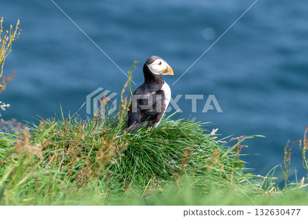 Beautiful puffin perched on coastal cliffs of the Faroe Islands during summer breeding season. 132630477