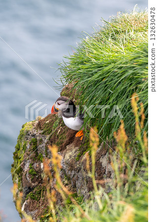 Beautiful puffin perched on coastal cliffs of the Faroe Islands during summer breeding season. 132630478