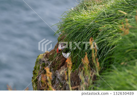 Beautiful puffin perched on coastal cliffs of the Faroe Islands during summer breeding season. Beautiful puffin perched on coastal cliffs of the Faroe Islands during summer breeding season. 132630489