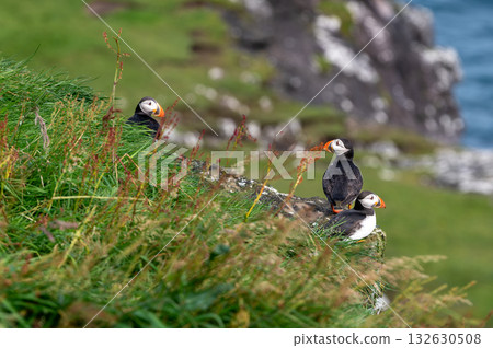 Beautiful puffin perched on coastal cliffs of the Faroe Islands during summer breeding season. 132630508